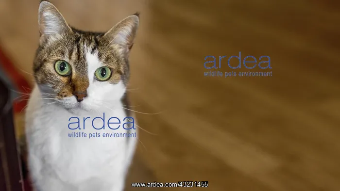 : cute cat with green eyes indoors. Resolution and : cute cat with green eyes indoors. Resolution and