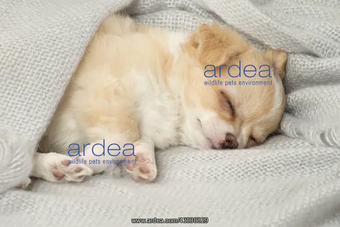  : Cute Chihuahua puppy sleeping indoors