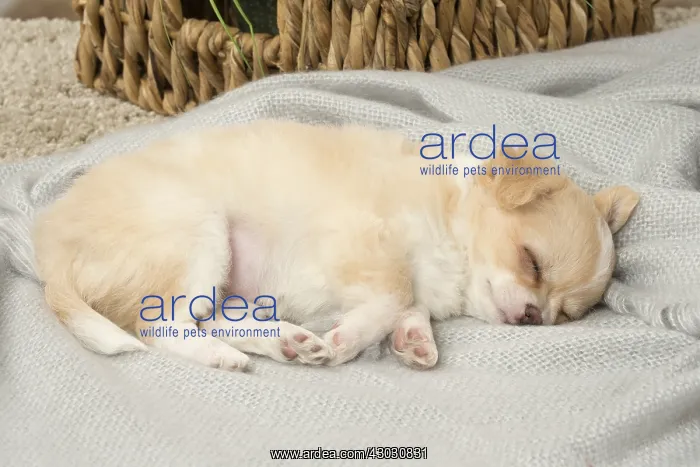  : Cute Chihuahua puppy sleeping indoors