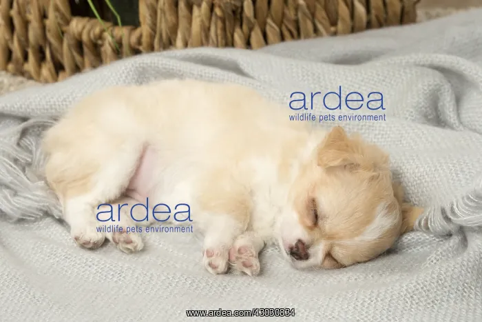  : Cute Chihuahua puppy sleeping indoors