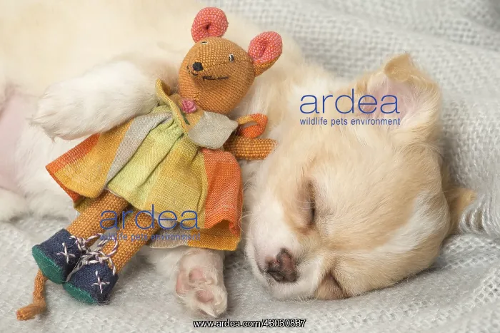  : Cute Chihuahua puppy sleeping indoors