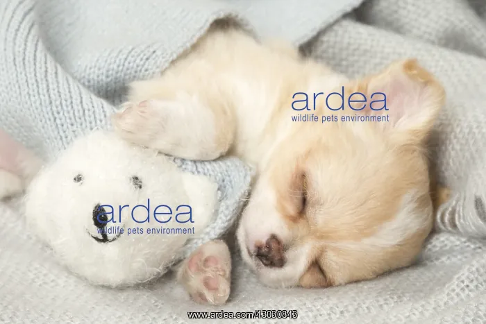  : Cute Chihuahua puppy sleeping indoors