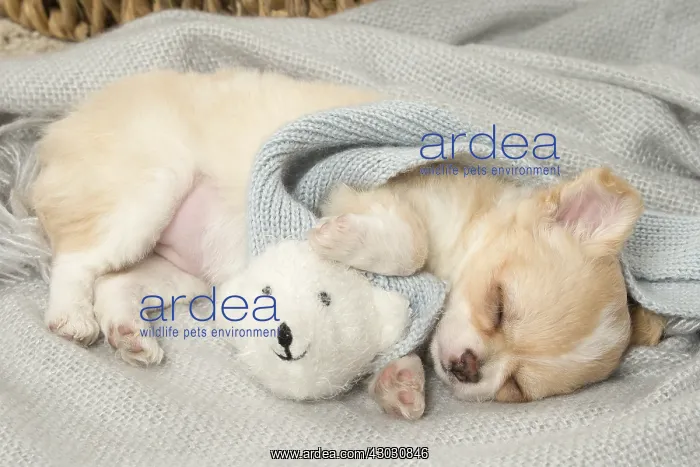  : Cute Chihuahua puppy sleeping indoors