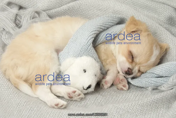  : Cute Chihuahua puppy sleeping indoors