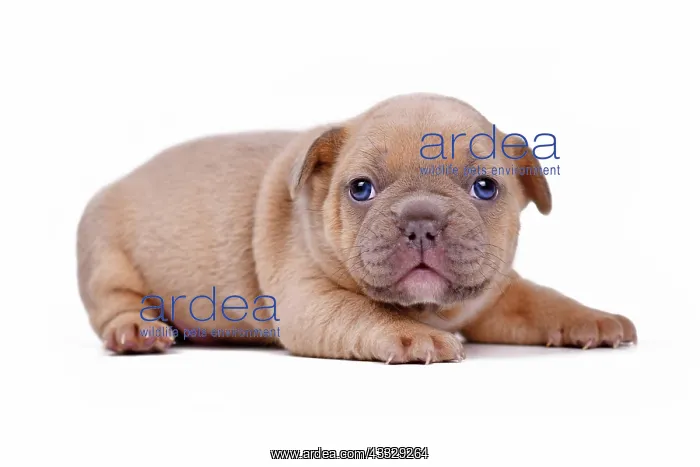 : Cute cream lilac fawn colored 3 weeks old French : Cute cream lilac fawn colored 3 weeks old French