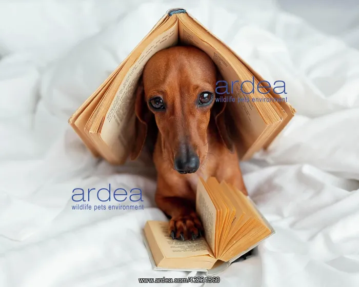  : cute dog with books bed. High resolution photo