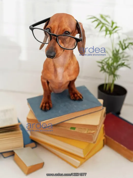 : cute dog with glasses sitting books : cute dog with glasses sitting books