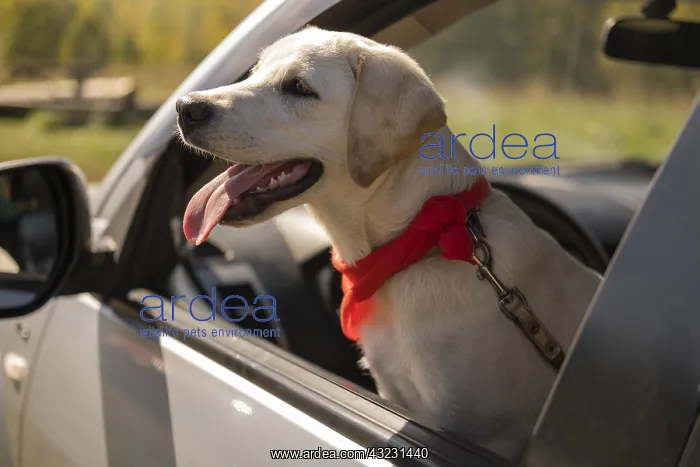 : cute dog with red bandana car. High resolution photo : cute dog with red bandana car. High resolution photo
