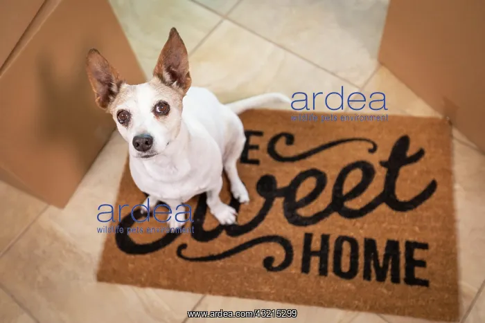 : Cute dog sitting on home sweet home welcome mat : Cute dog sitting on home sweet home welcome mat