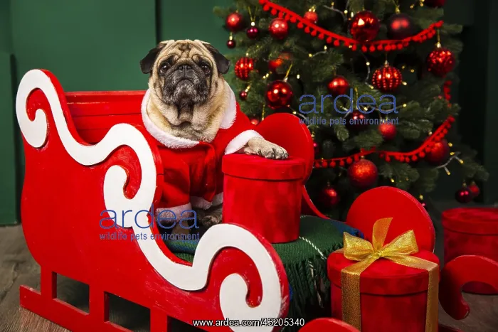 : cute dog taking santa claus place sleight : cute dog taking santa claus place sleight