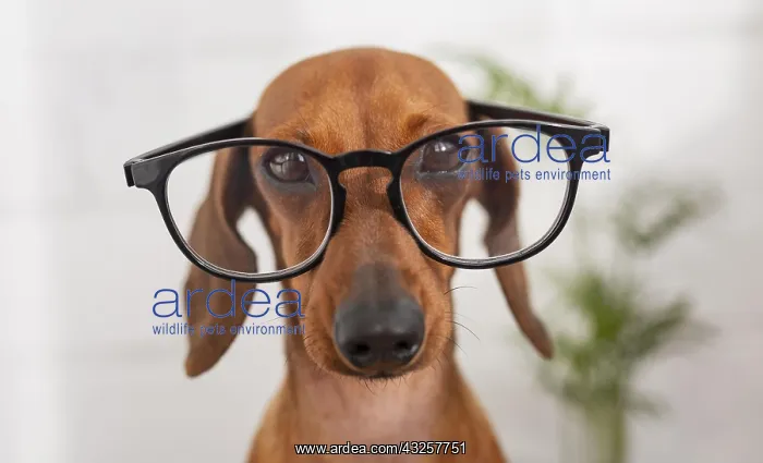 : cute dog wearing glasses. Resolution and high quality : cute dog wearing glasses. Resolution and high quality
