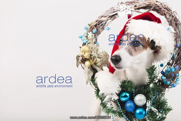: cute dog wearing hat with xmas decoration : cute dog wearing hat with xmas decoration