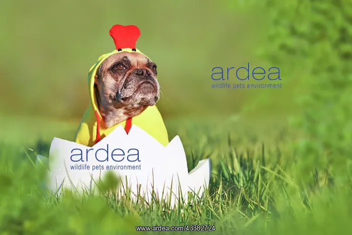 : Cute easter chicken dog. Funny French Bulldog sitting : Cute easter chicken dog. Funny French Bulldog sitting