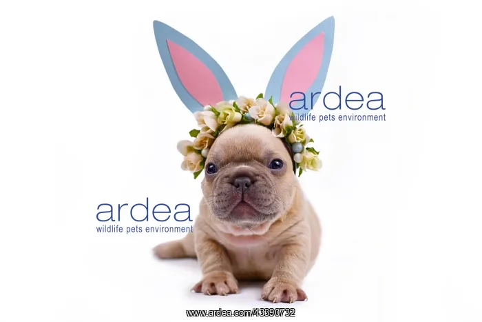 : Cute fawn French Bulldog puppy dressed up as easter : Cute fawn French Bulldog puppy dressed up as easter