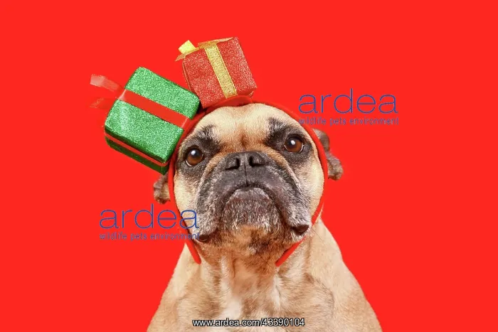 : Cute French Bulldog with Chritsmas gift box headband : Cute French Bulldog with Chritsmas gift box headband