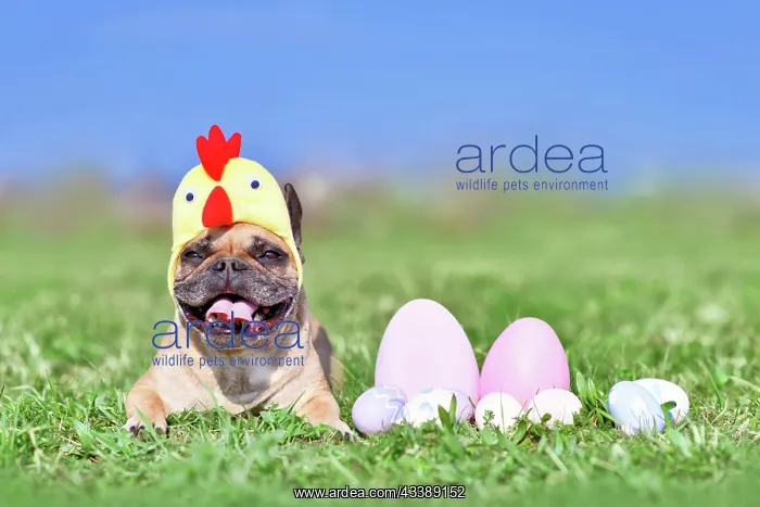 : Cute French Bulldog dog with chicken costume hat : Cute French Bulldog dog with chicken costume hat