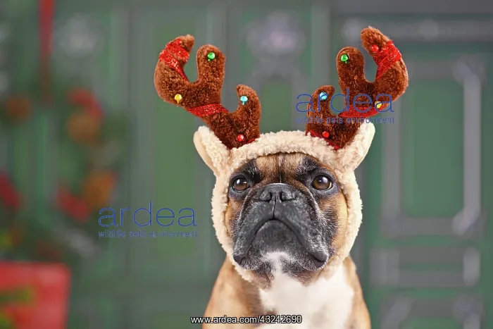  : Cute French Bulldog dog with Christmas reindeer
