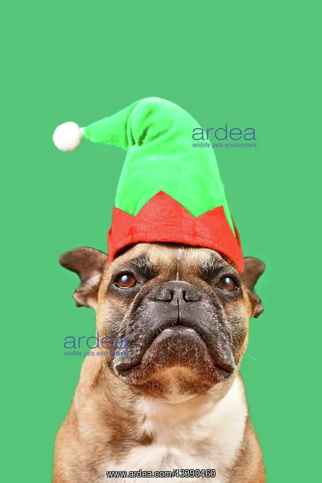 : Cute French Bulldog dog dressed up with Christmas : Cute French Bulldog dog dressed up with Christmas
