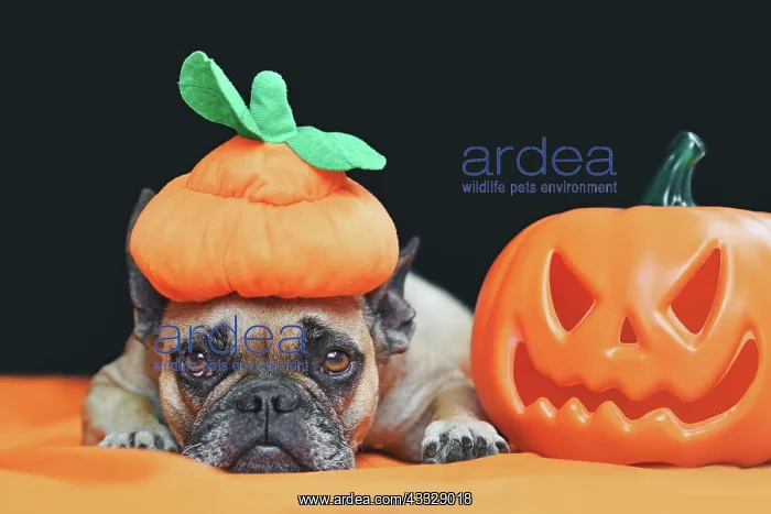 : Cute French Bulldog dog with Halloween costume p : Cute French Bulldog dog with Halloween costume p