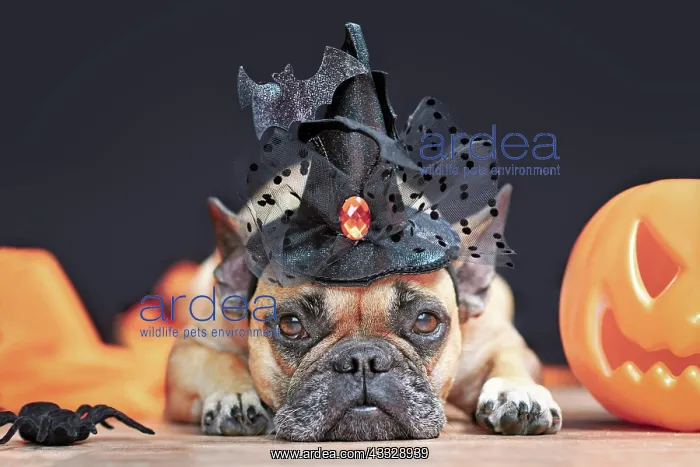 : Cute French Bulldog dog with Halloween costume w : Cute French Bulldog dog with Halloween costume w