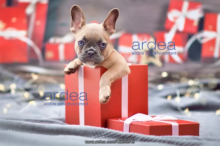 : Cute French Bulldog dog puppy peeking out of red : Cute French Bulldog dog puppy peeking out of red