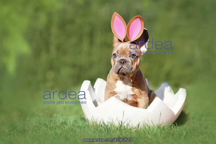  : Cute French Bulldog dog puppy sitting in egg shell