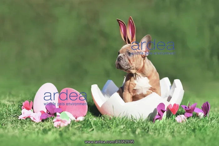 : Cute French Bulldog dog puppy sitting in egg shell : Cute French Bulldog dog puppy sitting in egg shell