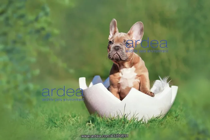: Cute French Bulldog dog puppy sitting in egg shell : Cute French Bulldog dog puppy sitting in egg shell