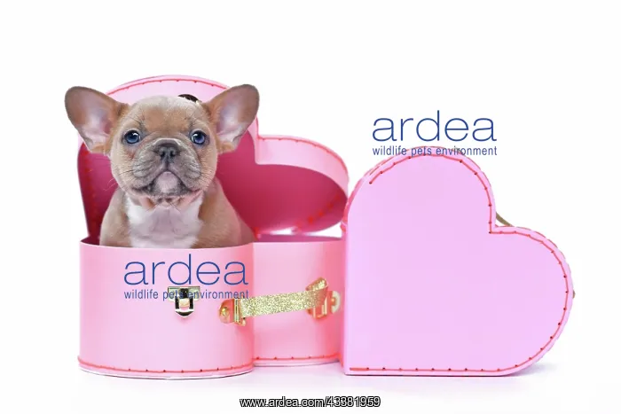 : Cute French Bulldog dog puppy in Valentine's Day : Cute French Bulldog dog puppy in Valentine's Day