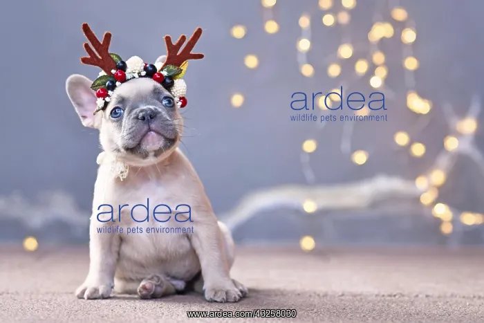: Cute French Bulldog dog puppy wearing a seasonal : Cute French Bulldog dog puppy wearing a seasonal