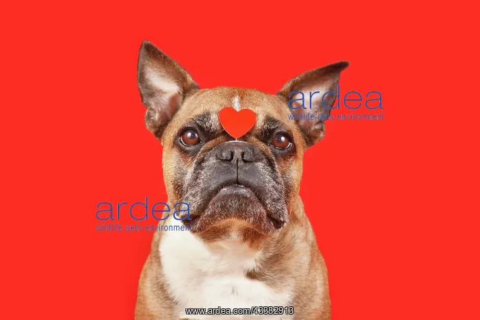 : Cute French Bulldog dog with Valentine's Day heart : Cute French Bulldog dog with Valentine's Day heart