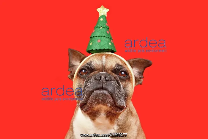 : Cute French Bulldog dog wearing Christmas tree headband : Cute French Bulldog dog wearing Christmas tree headband