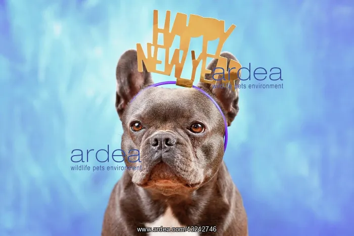 : Cute French Bulldog dog wearing New Year's Eve party : Cute French Bulldog dog wearing New Year's Eve party