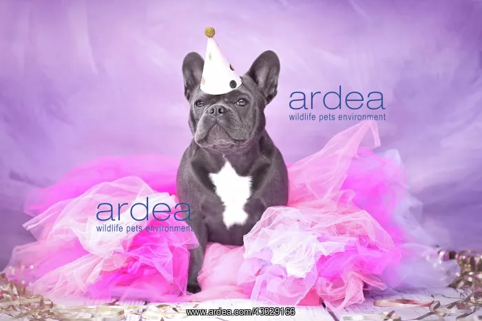 : Cute French Bulldog dog wearing party hat and pi : Cute French Bulldog dog wearing party hat and pi