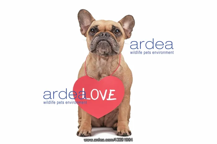 : Cute French Bulldog dog wearing red Valentines Day : Cute French Bulldog dog wearing red Valentines Day