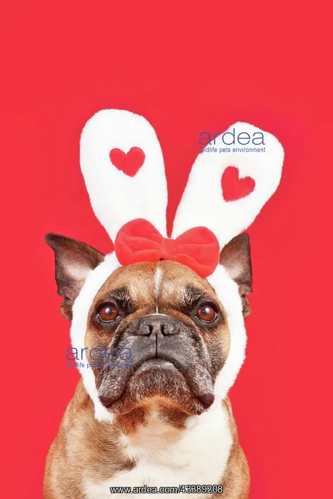: Cute French Bulldog dog wearing Valentines Day headband : Cute French Bulldog dog wearing Valentines Day headband