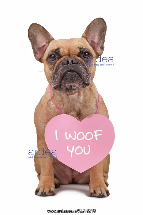 : Cute French Bulldog dog wearing Valentines Day heart : Cute French Bulldog dog wearing Valentines Day heart