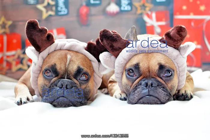 : Two cute French Bulldog dogs dressed as reindeers : Two cute French Bulldog dogs dressed as reindeers