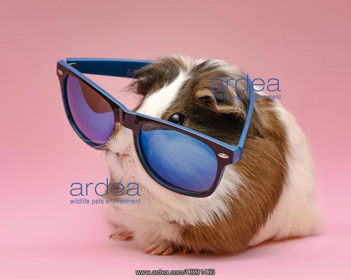 : cute guinea pig wearing sunglasses. Resolution and : cute guinea pig wearing sunglasses. Resolution and