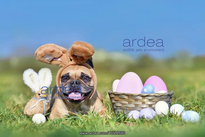 : Cute happy Easter French Bulldog dog with rabbit : Cute happy Easter French Bulldog dog with rabbit