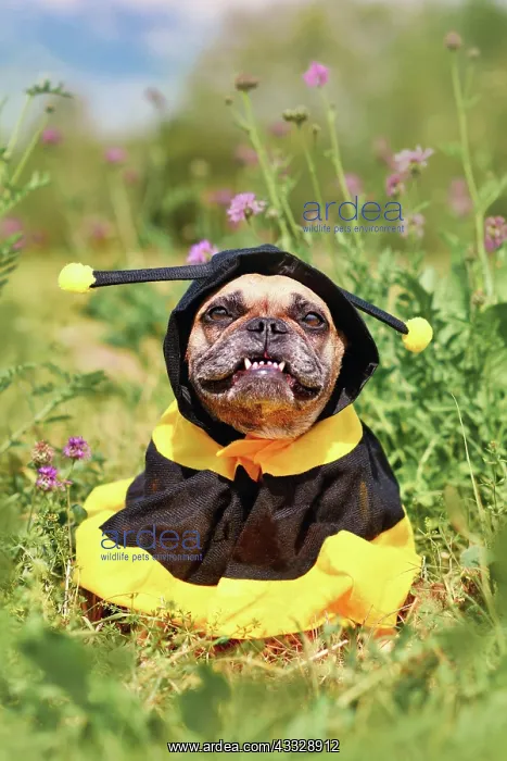  : Cute happy French Bulldog dog in poncho bee cost
