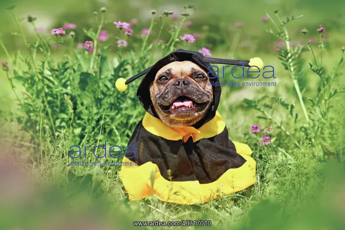 : Cute happy French Bulldog dog in poncho bee costume : Cute happy French Bulldog dog in poncho bee costume