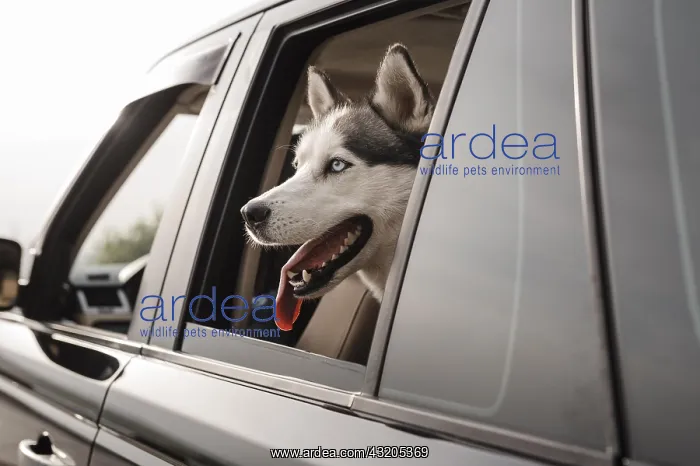 : cute husky peeking its head out window while traveling : cute husky peeking its head out window while traveling