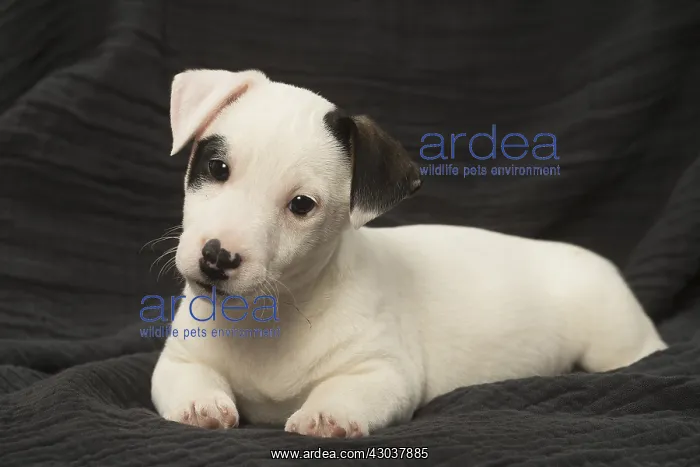  : Cute Jack Russell Terrier puppy in the studio
