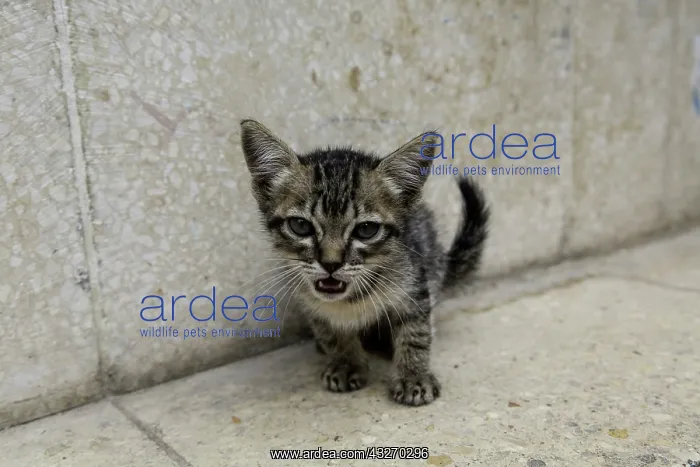 : Cute kitten on the streets of Old Havana : Cute kitten on the streets of Old Havana
