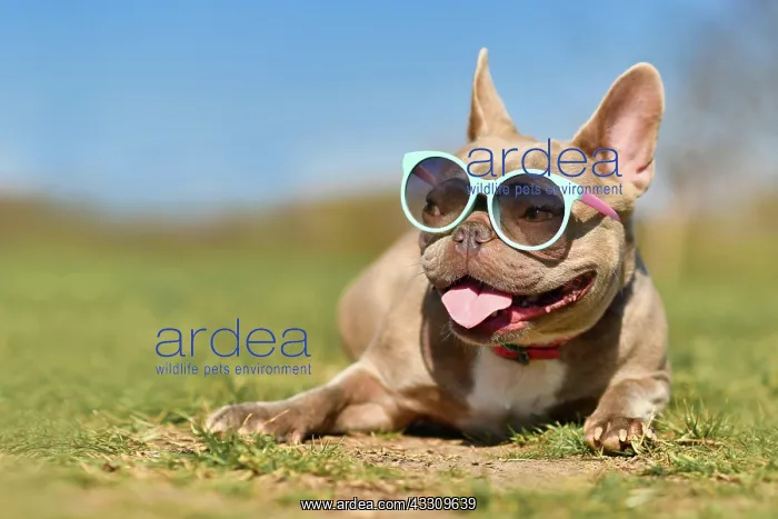 : Cute lilac French Bulldog dog wearing blue sunglasses : Cute lilac French Bulldog dog wearing blue sunglasses