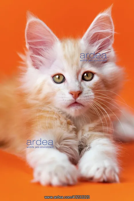 : Cute male kitten 2 months old with fluffy red and : Cute male kitten 2 months old with fluffy red and