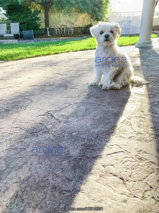  : Cute maltese puppy sitting on patio in back yard of home