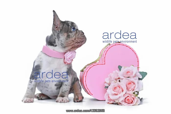 : Cute merle French Bulldog dog puppy in Valentine's : Cute merle French Bulldog dog puppy in Valentine's
