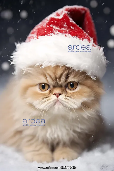 : Cute persian cat with red Christmas santa hat in : Cute persian cat with red Christmas santa hat in